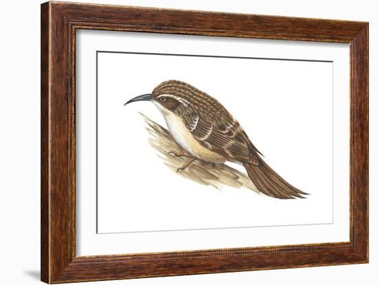 Creeper (Certhia Familiaris), Birds-Encyclopaedia Britannica-Framed Art Print