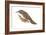 Creeper (Certhia Familiaris), Birds-Encyclopaedia Britannica-Framed Art Print