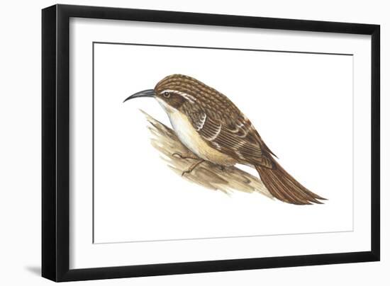 Creeper (Certhia Familiaris), Birds-Encyclopaedia Britannica-Framed Art Print