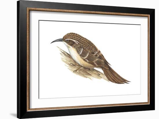 Creeper (Certhia Familiaris), Birds-Encyclopaedia Britannica-Framed Art Print