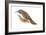 Creeper (Certhia Familiaris), Birds-Encyclopaedia Britannica-Framed Art Print