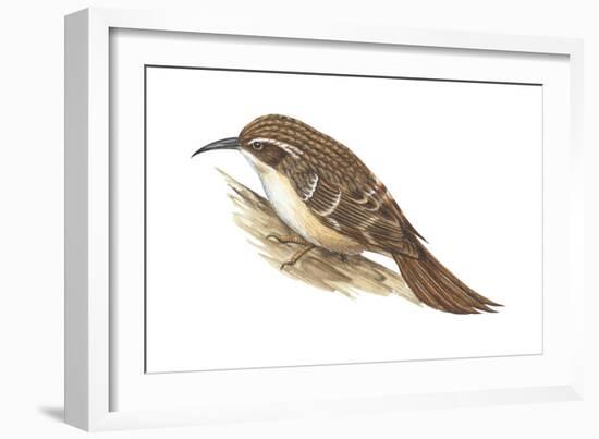 Creeper (Certhia Familiaris), Birds-Encyclopaedia Britannica-Framed Art Print