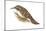 Creeper (Certhia Familiaris), Birds-Encyclopaedia Britannica-Mounted Art Print