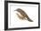 Creeper (Certhia Familiaris), Birds-Encyclopaedia Britannica-Framed Art Print