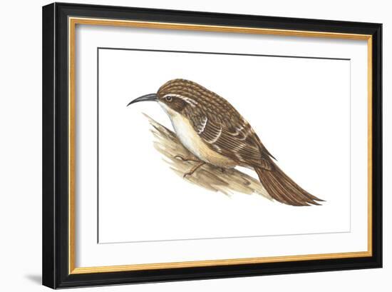 Creeper (Certhia Familiaris), Birds-Encyclopaedia Britannica-Framed Art Print