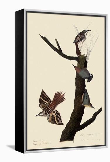 Creepers and Nuthatches-John James Audubon-Framed Premier Image Canvas