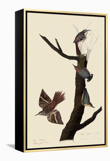 Creepers and Nuthatches-John James Audubon-Framed Premier Image Canvas