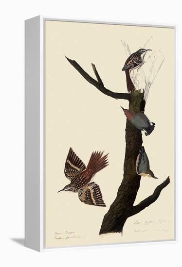 Creepers and Nuthatches-John James Audubon-Framed Premier Image Canvas