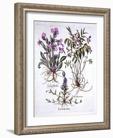 Creeping Bugle, Spring Vetch and Red Campion, from 'Hortus Eystettensis', by Basil Besler (1561-162-German School-Framed Giclee Print