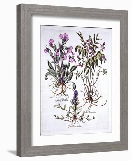 Creeping Bugle, Spring Vetch and Red Campion, from 'Hortus Eystettensis', by Basil Besler (1561-162-German School-Framed Giclee Print