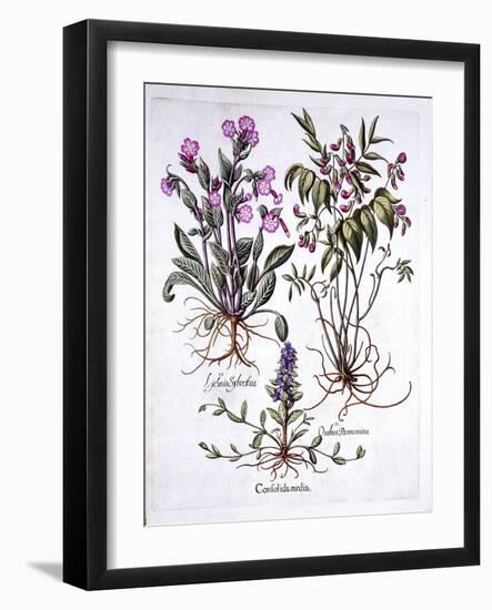 Creeping Bugle, Spring Vetch and Red Campion, from 'Hortus Eystettensis', by Basil Besler (1561-162-German School-Framed Giclee Print