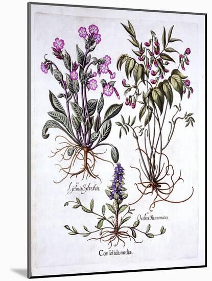 Creeping Bugle, Spring Vetch and Red Campion, from 'Hortus Eystettensis', by Basil Besler (1561-162-German School-Mounted Giclee Print