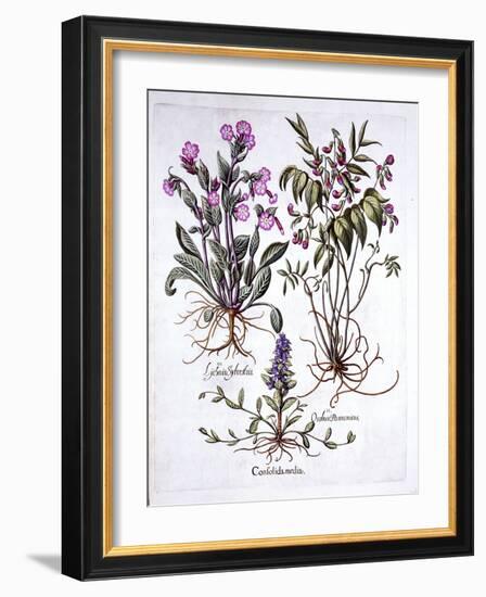 Creeping Bugle, Spring Vetch and Red Campion, from 'Hortus Eystettensis', by Basil Besler (1561-162-German School-Framed Giclee Print