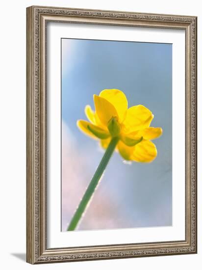 Creeping Buttercup Flower Against Sky-null-Framed Photographic Print