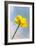 Creeping Buttercup Flower Against Sky-null-Framed Photographic Print