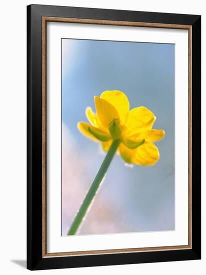 Creeping Buttercup Flower Against Sky-null-Framed Photographic Print