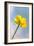 Creeping Buttercup Flower Against Sky-null-Framed Photographic Print