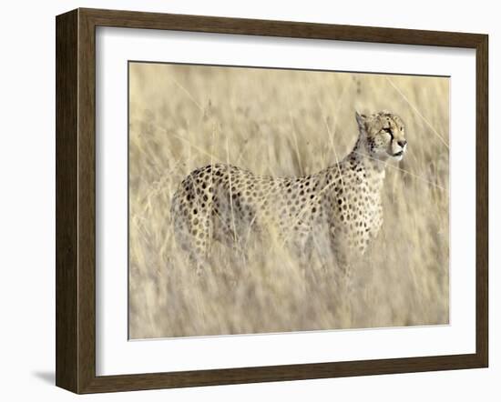 Creeping Cheetah-Wink Gaines-Framed Giclee Print