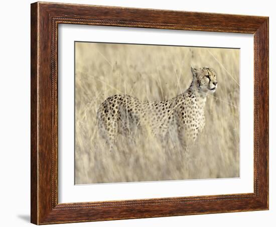 Creeping Cheetah-Wink Gaines-Framed Giclee Print