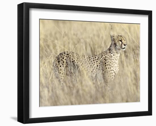 Creeping Cheetah-Wink Gaines-Framed Giclee Print