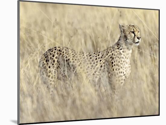 Creeping Cheetah-Wink Gaines-Mounted Giclee Print