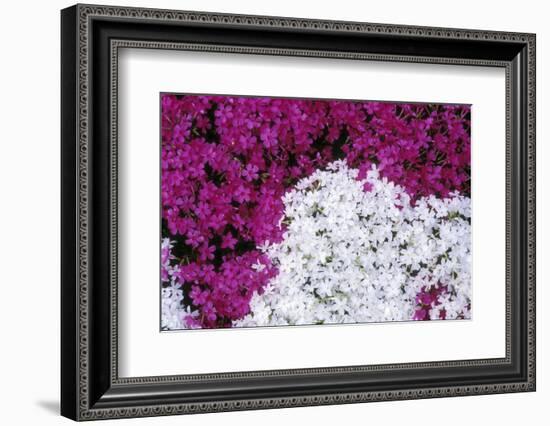 Creeping Pholx-Anna Miller-Framed Photographic Print