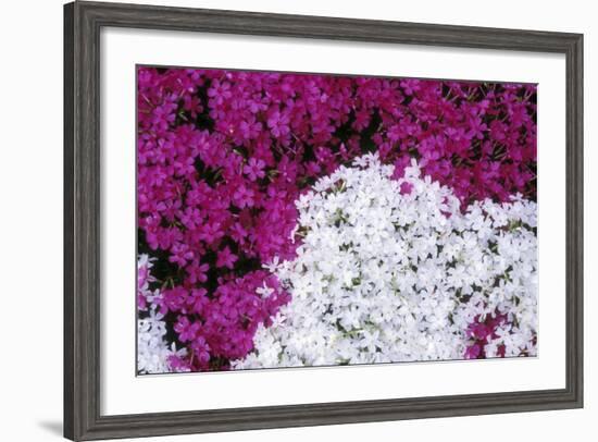 Creeping Pholx-Anna Miller-Framed Photographic Print