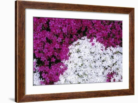 Creeping Pholx-Anna Miller-Framed Photographic Print