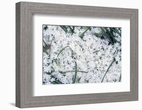 Creeping Pholx-Anna Miller-Framed Photographic Print