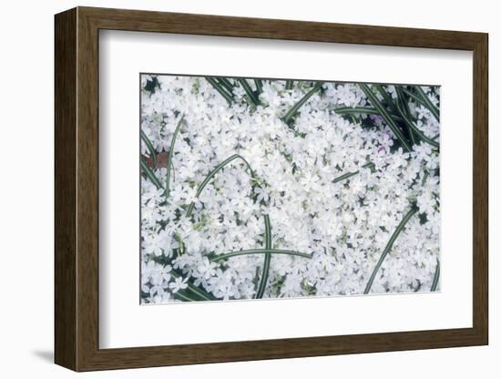 Creeping Pholx-Anna Miller-Framed Photographic Print