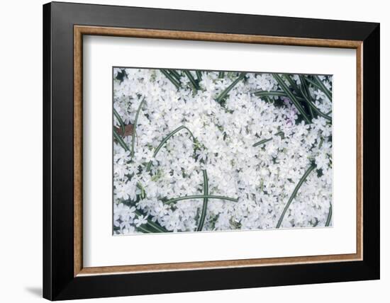 Creeping Pholx-Anna Miller-Framed Photographic Print