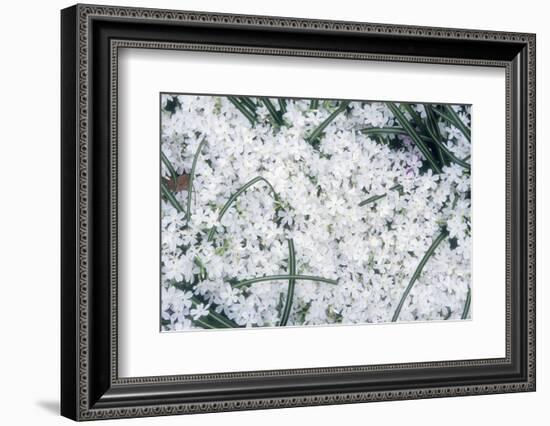 Creeping Pholx-Anna Miller-Framed Photographic Print