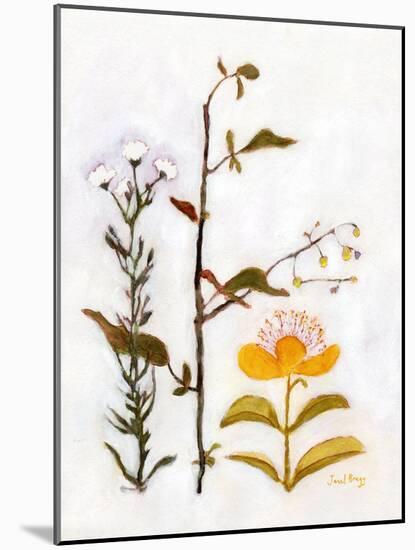 Creeping St. John's Wort with Wildflowers, C.2018 (Watercolor and Casein on Paper)-Janel Bragg-Mounted Giclee Print