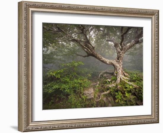 Creepy Fairytale Tree Spooky Forest Fog Appalachian Nc Fantasy Landscape-daveallenphoto-Framed Photographic Print