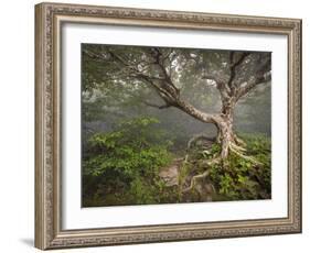 Creepy Fairytale Tree Spooky Forest Fog Appalachian Nc Fantasy Landscape-daveallenphoto-Framed Photographic Print