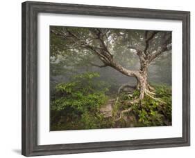 Creepy Fairytale Tree Spooky Forest Fog Appalachian Nc Fantasy Landscape-daveallenphoto-Framed Photographic Print