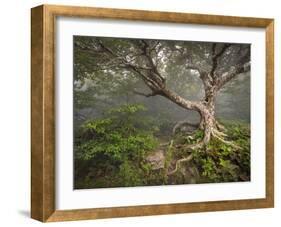 Creepy Fairytale Tree Spooky Forest Fog Appalachian Nc Fantasy Landscape-daveallenphoto-Framed Photographic Print