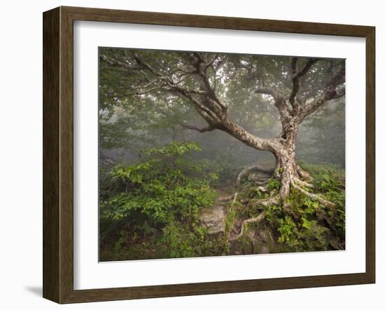 Creepy Fairytale Tree Spooky Forest Fog Appalachian Nc Fantasy Landscape-daveallenphoto-Framed Photographic Print