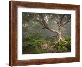 Creepy Fairytale Tree Spooky Forest Fog Appalachian Nc Fantasy Landscape-daveallenphoto-Framed Photographic Print