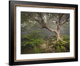 Creepy Fairytale Tree Spooky Forest Fog Appalachian Nc Fantasy Landscape-daveallenphoto-Framed Photographic Print