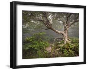 Creepy Fairytale Tree Spooky Forest Fog Appalachian Nc Fantasy Landscape-daveallenphoto-Framed Photographic Print