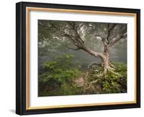 Creepy Fairytale Tree Spooky Forest Fog Appalachian Nc Fantasy Landscape-daveallenphoto-Framed Photographic Print