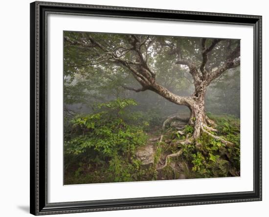 Creepy Fairytale Tree Spooky Forest Fog Appalachian Nc Fantasy Landscape-daveallenphoto-Framed Photographic Print