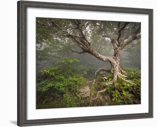 Creepy Fairytale Tree Spooky Forest Fog Appalachian Nc Fantasy Landscape-daveallenphoto-Framed Photographic Print