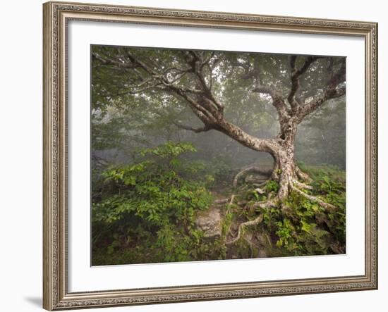 Creepy Fairytale Tree Spooky Forest Fog Appalachian Nc Fantasy Landscape-daveallenphoto-Framed Photographic Print