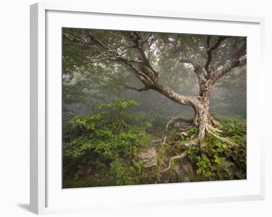 Creepy Fairytale Tree Spooky Forest Fog Appalachian Nc Fantasy Landscape-daveallenphoto-Framed Photographic Print