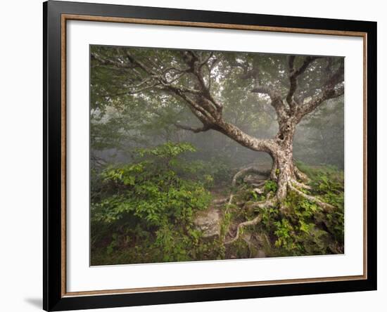 Creepy Fairytale Tree Spooky Forest Fog Appalachian Nc Fantasy Landscape-daveallenphoto-Framed Photographic Print