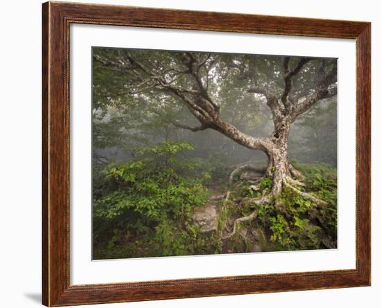 Creepy Fairytale Tree Spooky Forest Fog Appalachian Nc Fantasy Landscape-daveallenphoto-Framed Photographic Print