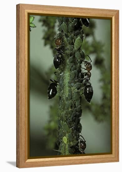 Crematogaster Scutellaris - Ants with Aphids-Paul Starosta-Framed Premier Image Canvas