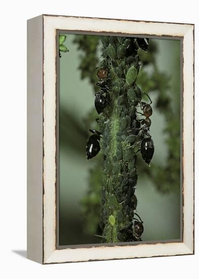 Crematogaster Scutellaris - Ants with Aphids-Paul Starosta-Framed Premier Image Canvas